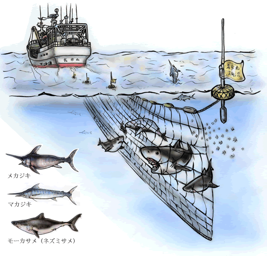 流し網漁法のイラスト