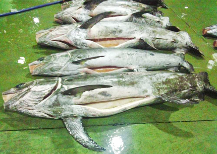 魚市場の陳列の写真